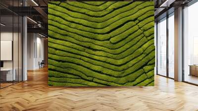 Tea field green plantation agriculture background top leaf farm landscape pattern drone.  Organic field mountain green plant tea table view wooden product aerial display farmer wood fresh harvest land Wall mural