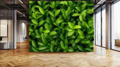 Tea field green plantation agriculture background top leaf farm landscape pattern drone.  Organic field mountain green plant tea table view wooden product aerial display farmer wood fresh harvest land Wall mural