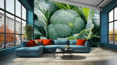 Freshly Harvested Organic Broccoli Cabbage Head - Close-Up Bio Farming Image for Vegetarian and Healthy Food Themes Wall mural