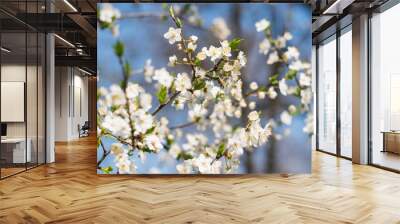 Beautiful white flowers bloom on a cherry tree in spring Wall mural