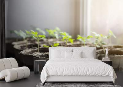 Seedlings of tomato plants in peat pots on the windowsill on a sunny day Wall mural