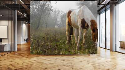 On a misty autumn day, a horse grazes by the meadow Wall mural