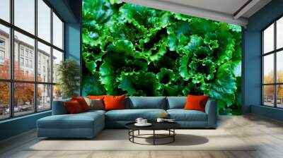 Fresh green lettuce in the garden background. Wall mural