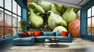 Pumpkins Still life of large and small pumpkins of different colors on a straw, orange, green pumpkins. Wall mural