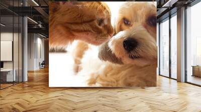 A red fluffy cat sniffs the muzzle of his dog friend. Communication between pets. High quality photo Wall mural