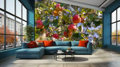 An apple tree strewn with ripe red juicy delicious apples.  Wall mural