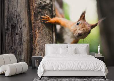 squirrel Wall mural