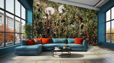 Two white dandelions shine on a sun in the weed green grass horizontal. One dandelion is flying apart. Dandelion seeds fly apart. Wall mural