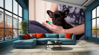 Dogs of breed French Bulldog in a home interior Wall mural