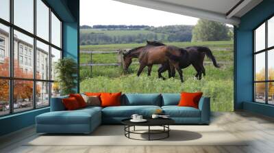 Herd of horses galloping across the field Wall mural