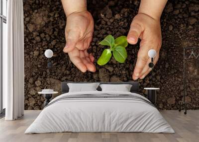 A child is holding a small tree. Concept of world environment day. Two hands hold a light green tree. A child plants a plant Wall mural