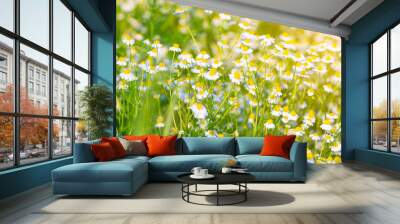 Daisies on the field close-up Wall mural