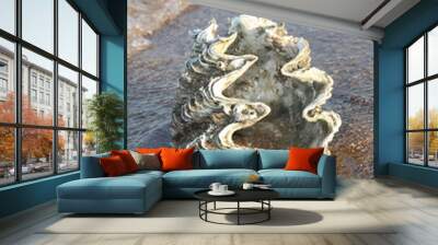 sea shell on the beach Wall mural