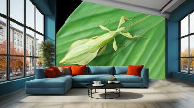 Phylliidae insect Wall mural