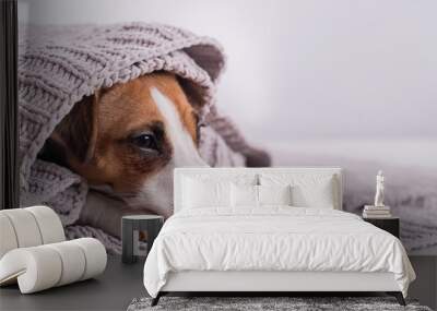 A cute little dog lies covered with a gray plaid. The muzzle of a Jack Russell Terrier sticks out from under the blanket Wall mural