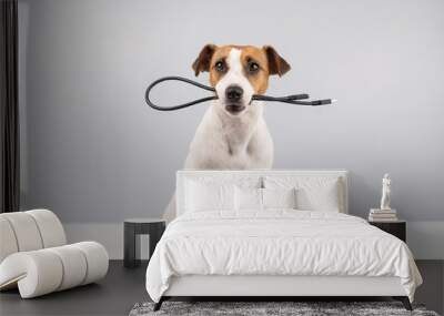 Dog jack russell terrier gnaws on a black usb wire on a white background. Copy space. Wall mural