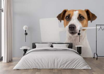 Jack Russell Terrier holds a sign in his mouth on a white background. The dog is holding a mock ad. Wall mural