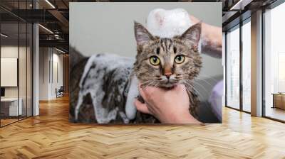 Woman shampooing a tabby gray cat in a grooming salon.  Wall mural