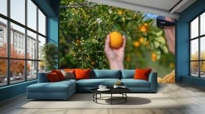 a woman's hand picks fresh oranges from a green tree. Wall mural