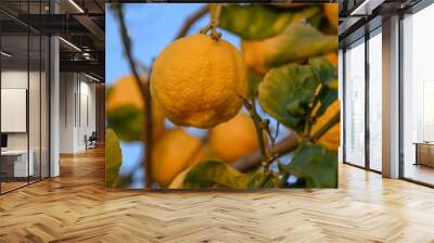 Bunch of fresh ripe lemons on a lemon tree branch in sunny garden.2 Wall mural