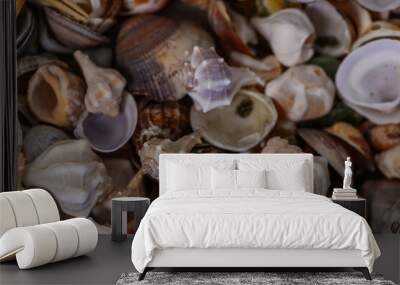 Close up of various Mediterranean shells as texture 1 Wall mural