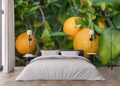 delicious juicy oranges on a tree in the garden in winter on the Mediterranean 14 Wall mural