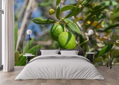 Fresh green olives on the olive tree Wall mural