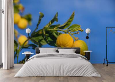 juicy lemons on branches in a garden in Cyprus in winter 2 Wall mural