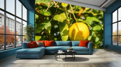 juicy oranges on tree branches in an orange garden 5 Wall mural