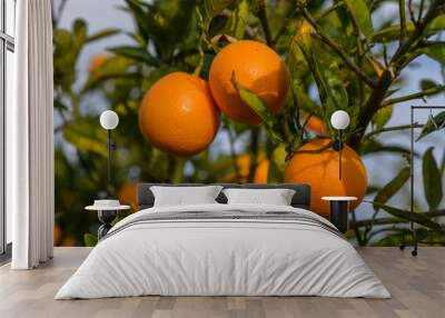 orange tree branches with ripe juicy fruits. natural fruit background outdoors 5 Wall mural