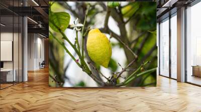 a yellow lemon that grows on a tree Wall mural