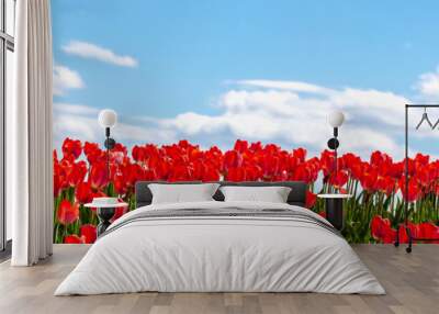 Beautiful fresh red tulips against blue sky with clouds. Nature park, spring and summer, beauty and care. Banner Wall mural