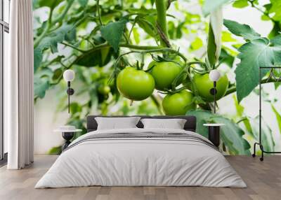 green tomatoes grow in the greenhouse, harvest Wall mural