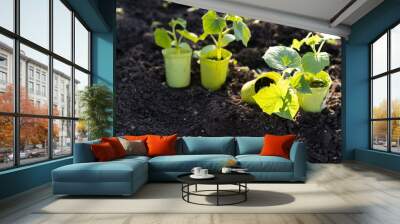 planting cucumber seedlings in the ground, the concept of gardening and growing eco products Wall mural