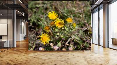 Looking Down at a Blooming Yellow Wild Dandelion Growing with the Green Grasses and Rocks on the Ground in the Spring. Yellow dandelion grows from the ground Wall mural