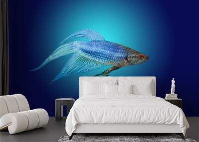 Blue Halfmoon Betta Fish Isolated On Blue Background. Wall mural