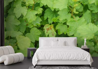 green fresh currant leaves affected by a pest with red spots Wall mural