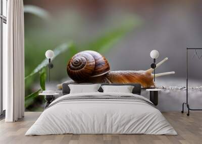 snail on a leaf Wall mural