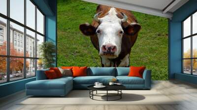 cow grazes on a green lawn cattle Wall mural