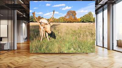 portrait of young hart deer grazing in natural park in autumn copy space Wall mural