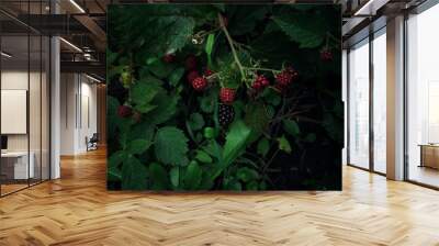 Autumn harvest. Ripening blackberries. Wall mural