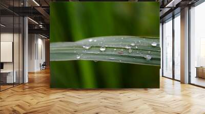 water drops on leaves after rain Wall mural