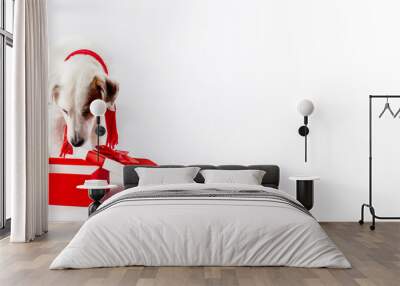 Funny photo on the theme of the new year. A dog in a Santa Claus hat, peeking into a box, looking for his gift.There is room for text. Wall mural