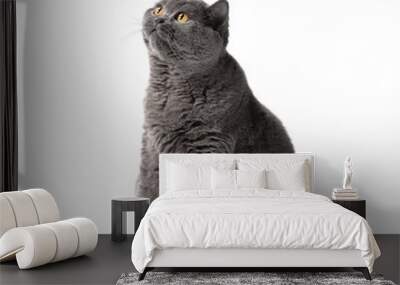 A fat British shorthair cat sits on a white background and looks interested. Wall mural