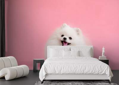 Dog breed pomeranian spitz funny sits on a red background Wall mural