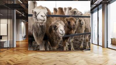 Camels in a pen at the zoo. A hairy camel in a pen with a long light brown fur winter coat to keep them warm, with two humps in captivity for entertainment. Wall mural