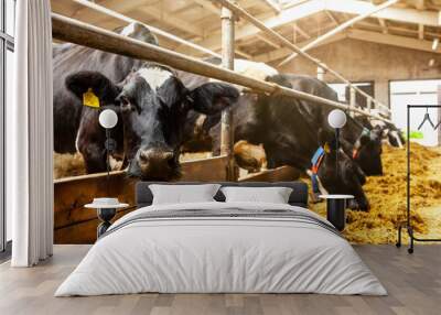 Cows are in a row on a dairy farm, eating hay. The cow in the foreground is looking into the frame. Milk production.  Wall mural