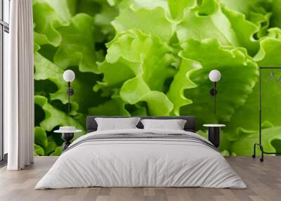 Vegetable Garden Background. Fresh green organic lettuce salad growing on a close-up bed. agriculture for healthy food and business concept, banner website Wall mural