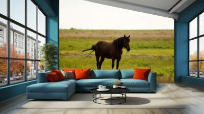 grazing horse in field in autumn Wall mural