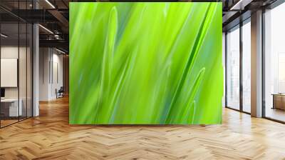 Close-up of fresh grass in soft focus. Green background on the theme of ecology and natural products. Wall mural